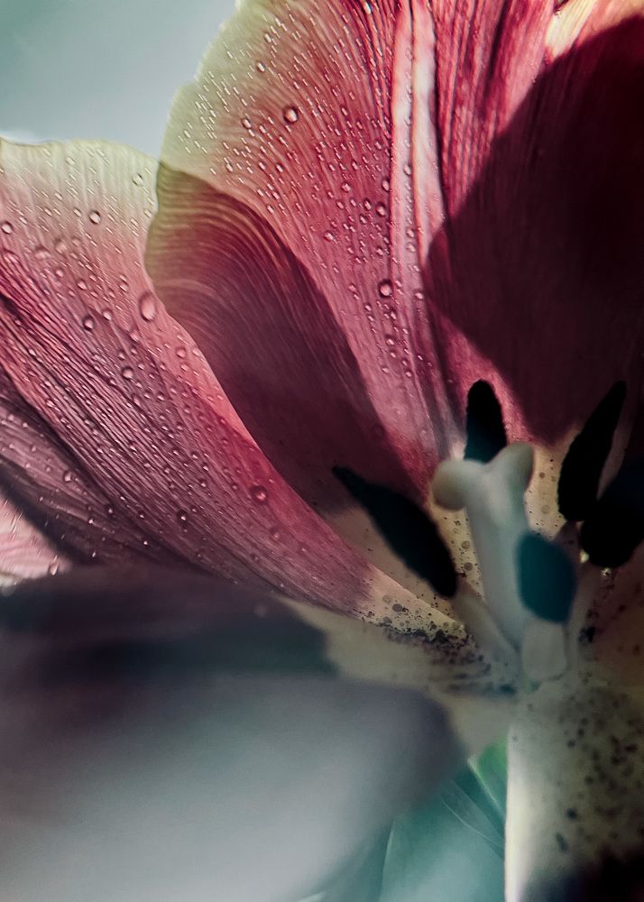 Photograph by Oxana Petlina