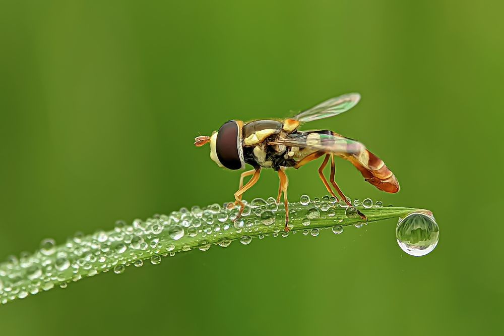 Фотография автора ISLAM SK RIYAJUL