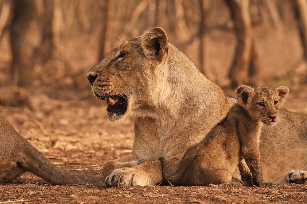 Photograph by Premal Nandpal