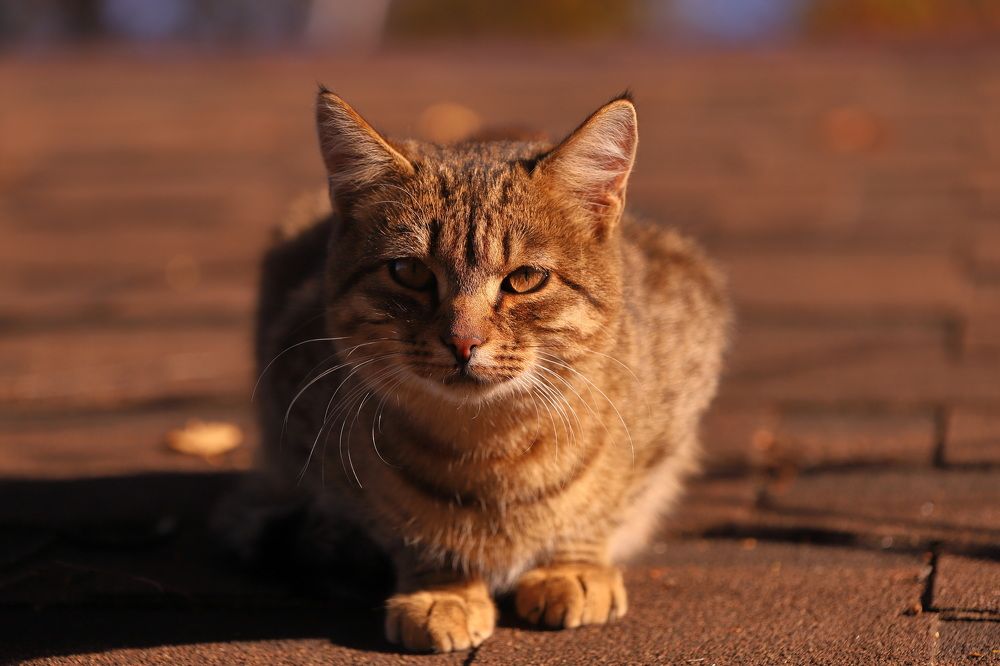 Photograph by Константин Лагоденко