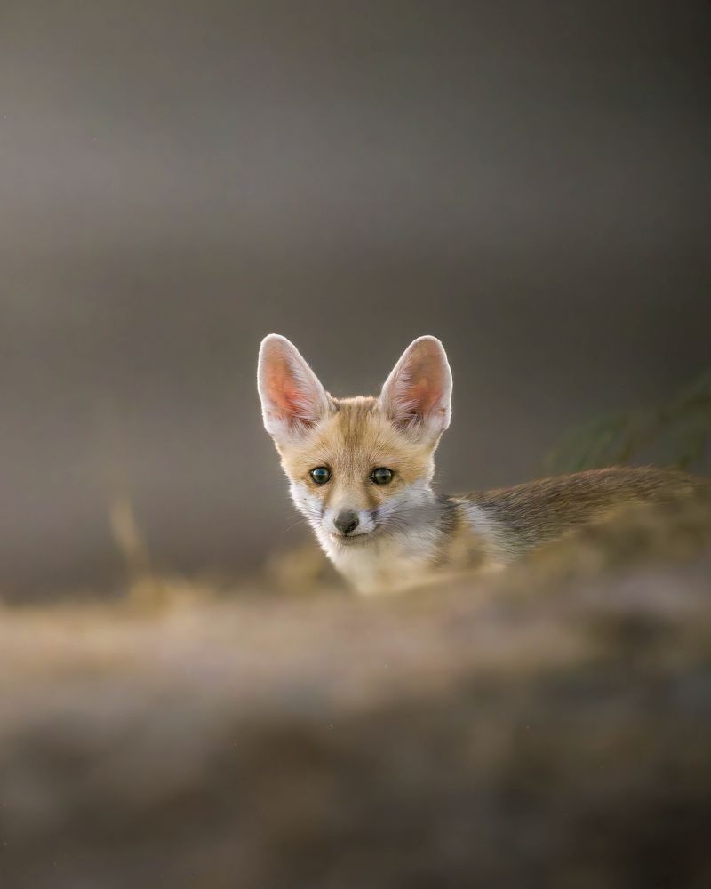 Фотография автора HITESH PATEL