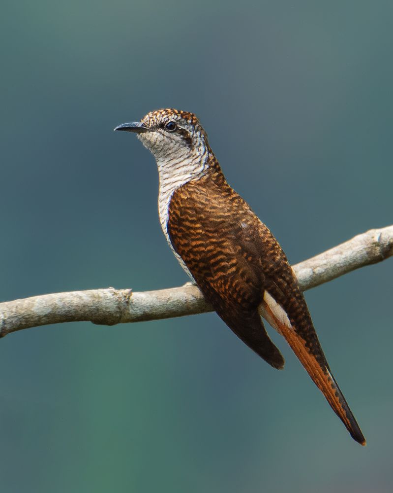 Photograph by Pinak Paul