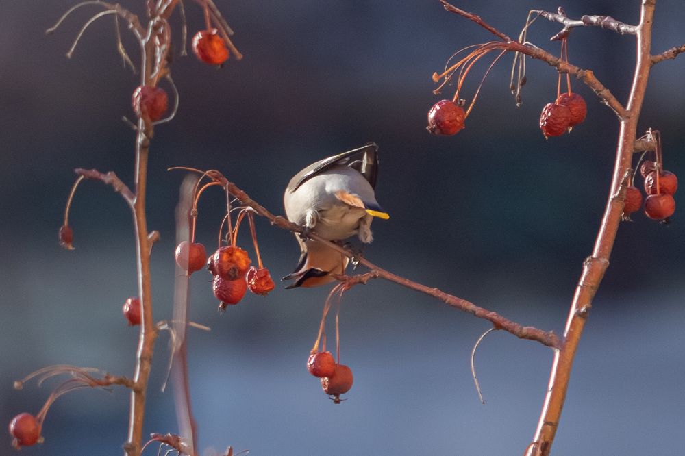 Приятного аппетита!