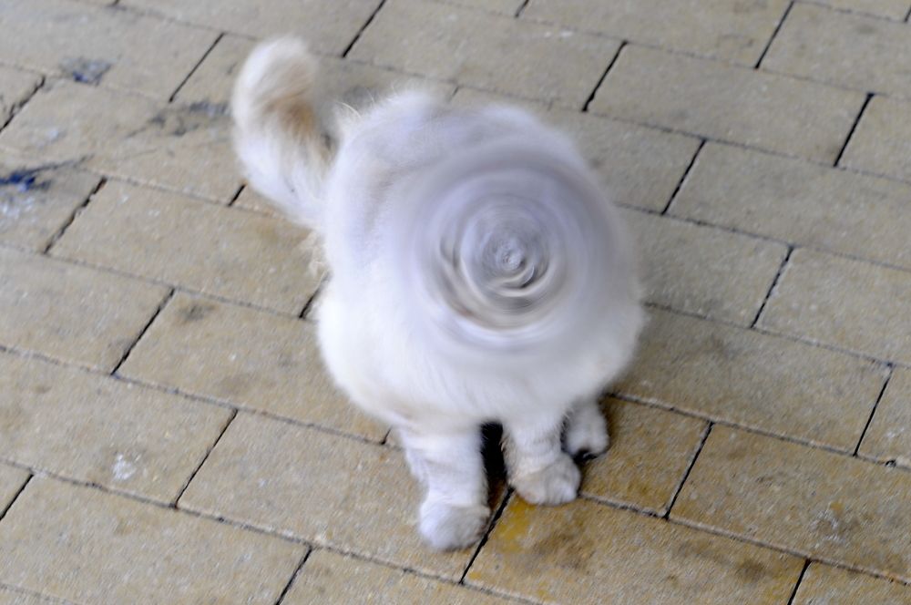 Непоседливый котёнок на выдержке 1/25