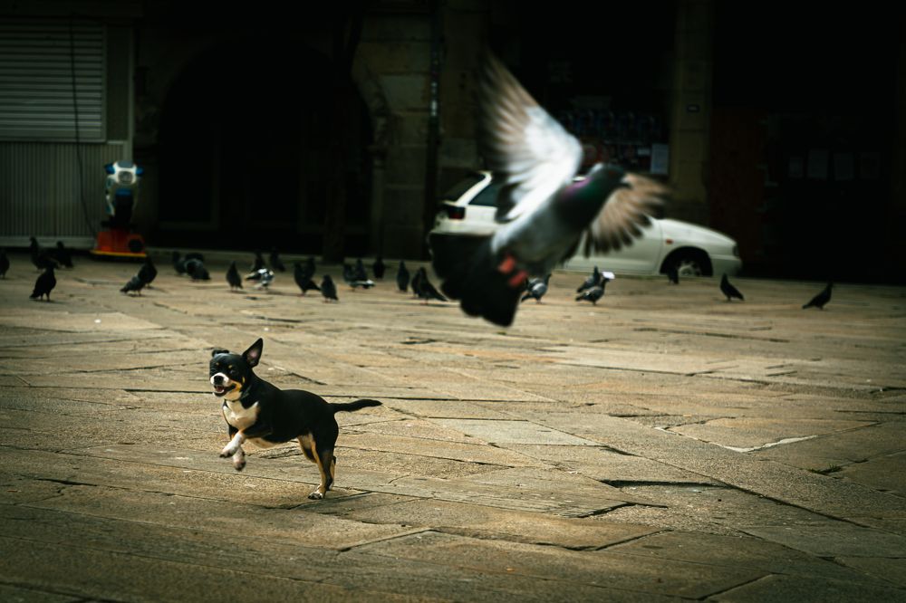 Photograph by João Versos Roldão