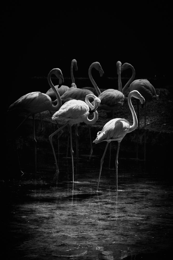 Photograph by انور الدرويش