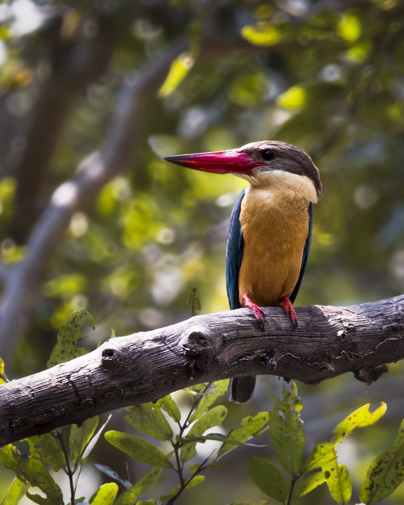 Photograph by Nyonika Rawal