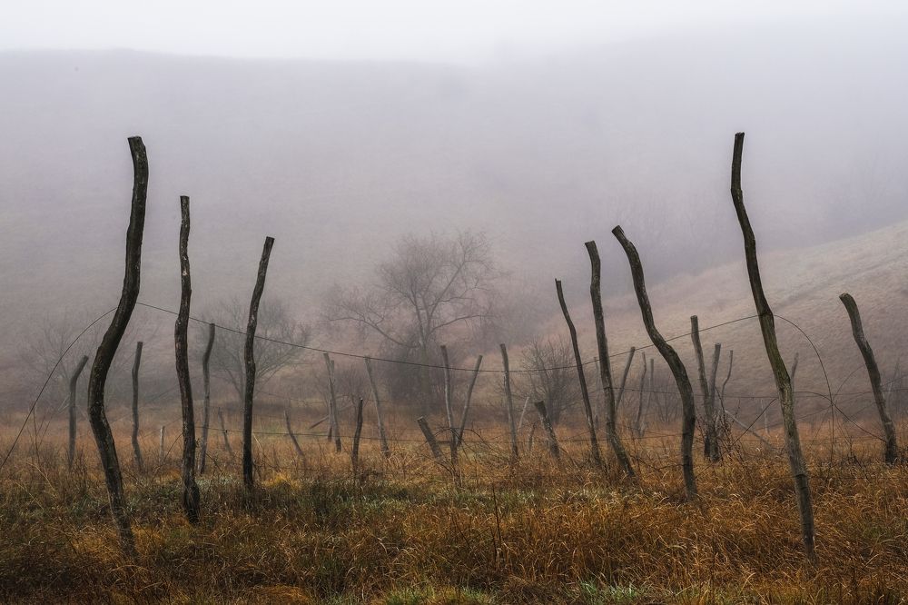 Заброшенный виноградник