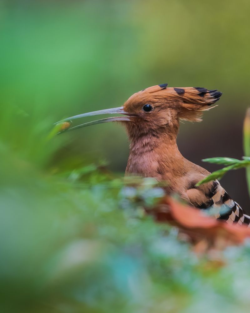 Photograph by Prem Madhavan