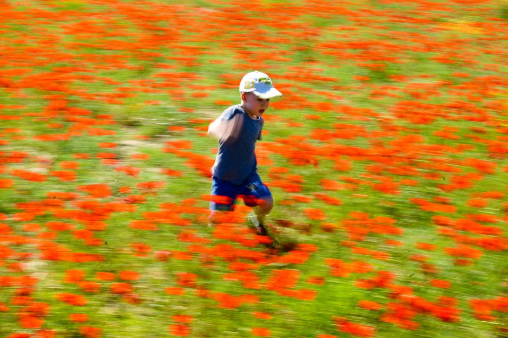 По маковому полю.