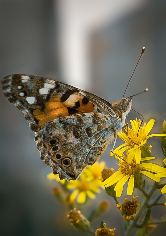 Photograph by Anass Aouissi