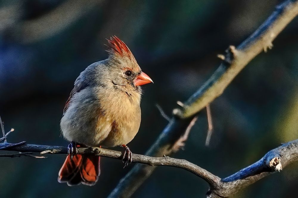 Фотография автора Viktoria Farkas