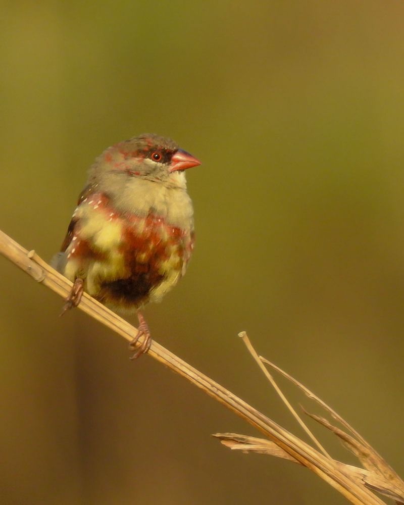 Photograph by Arnav Patwardhan
