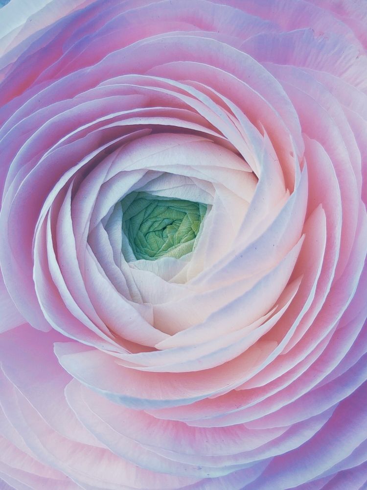 Photograph by Zina Lifanova