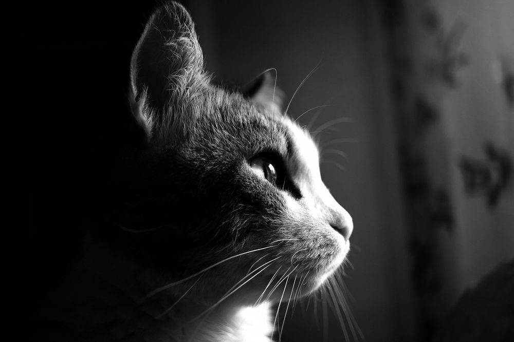 Алексюша у окна