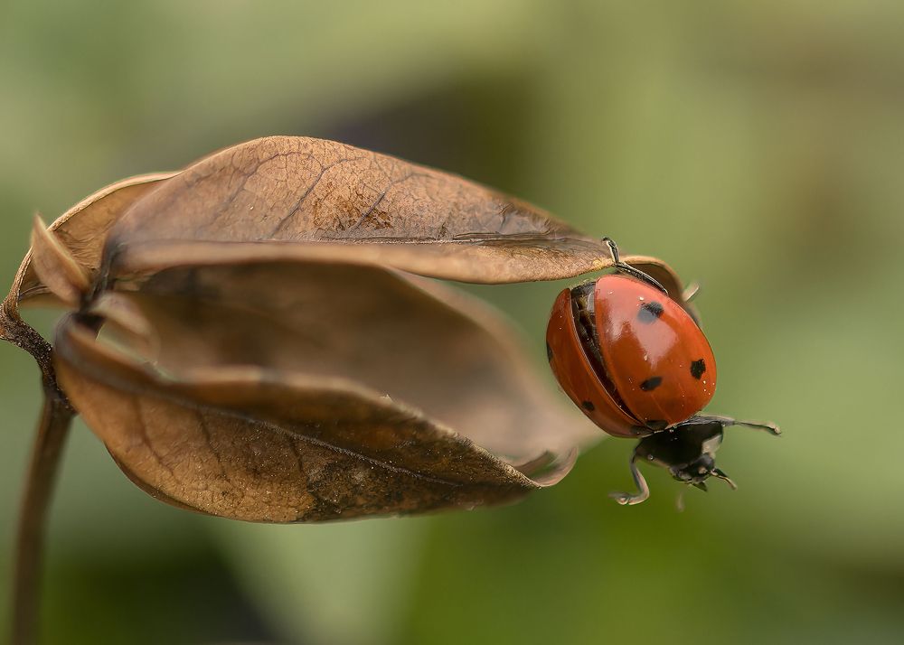 Photograph by Wendy Vanhoudt