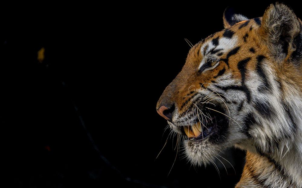 Photograph by Nabarun Majumdar