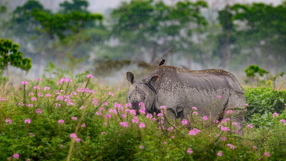 Photograph by Nabarun Majumdar