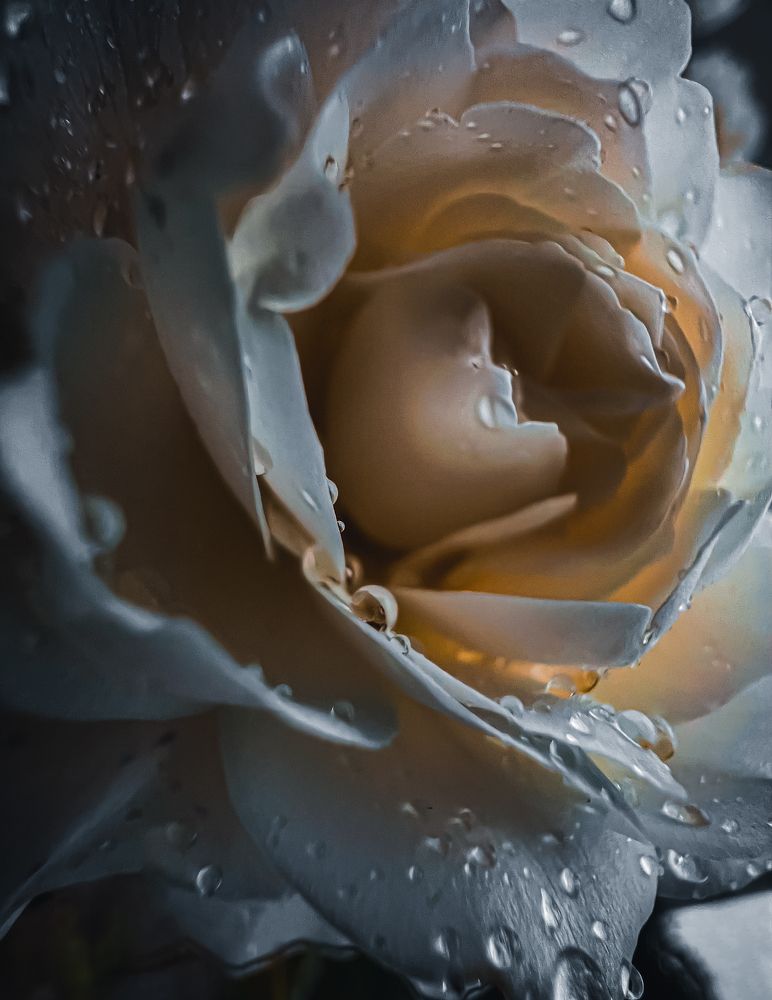 Photograph by Ganna Lobodenko