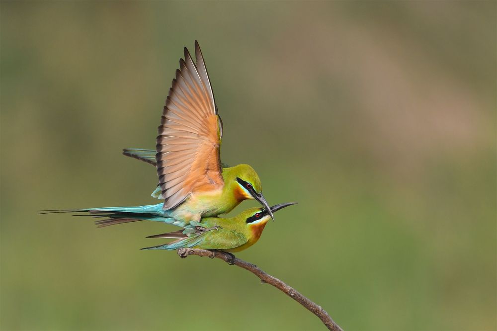Pair In Love 2