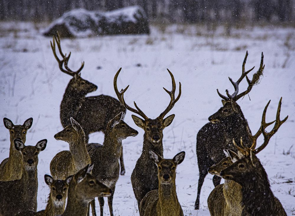 Photograph by Алексей Шаскольский