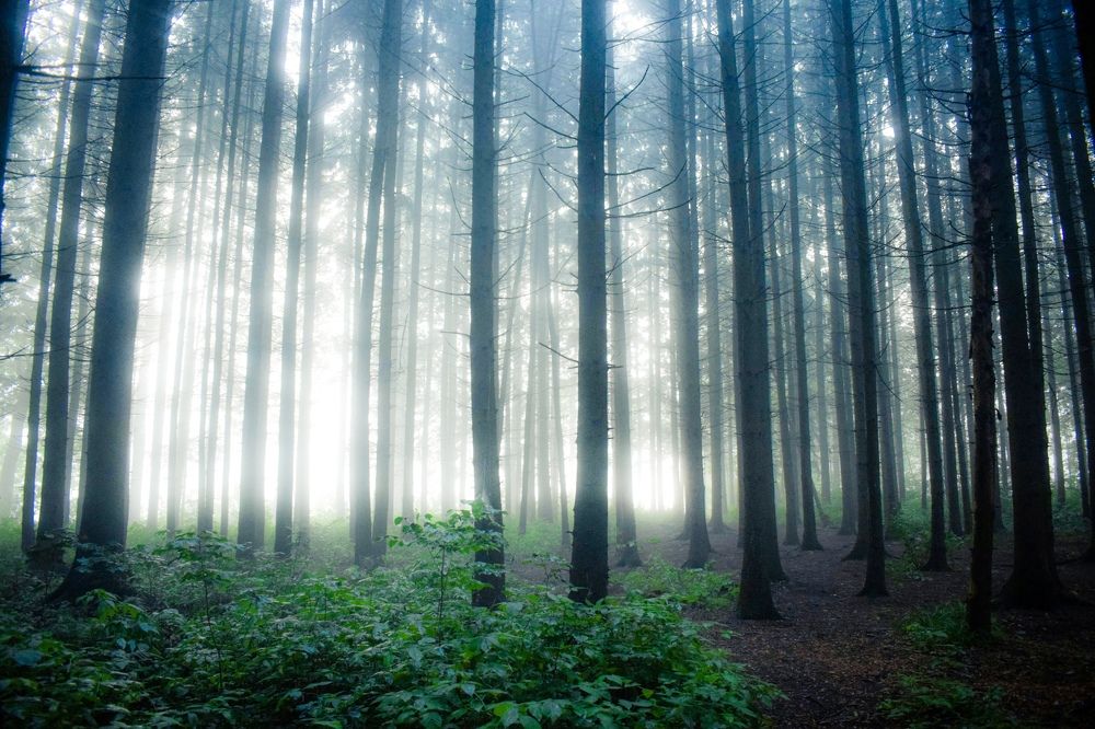 Photograph by Onyx X