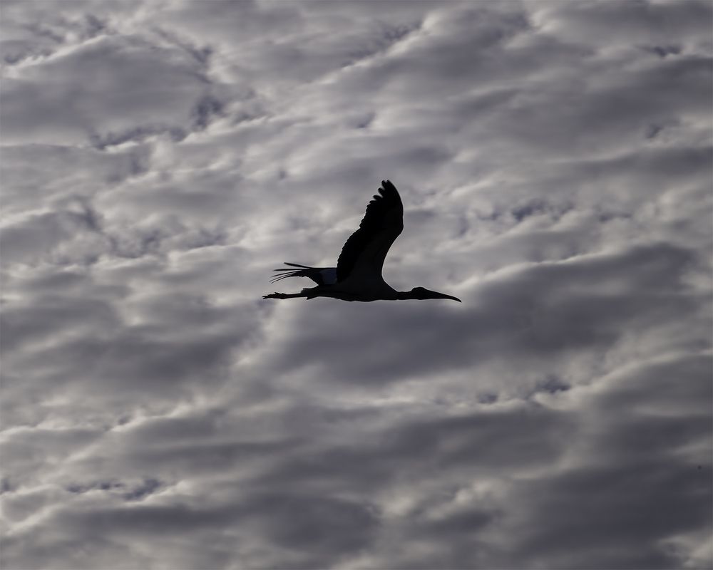 Фотография автора Raymond Asiala