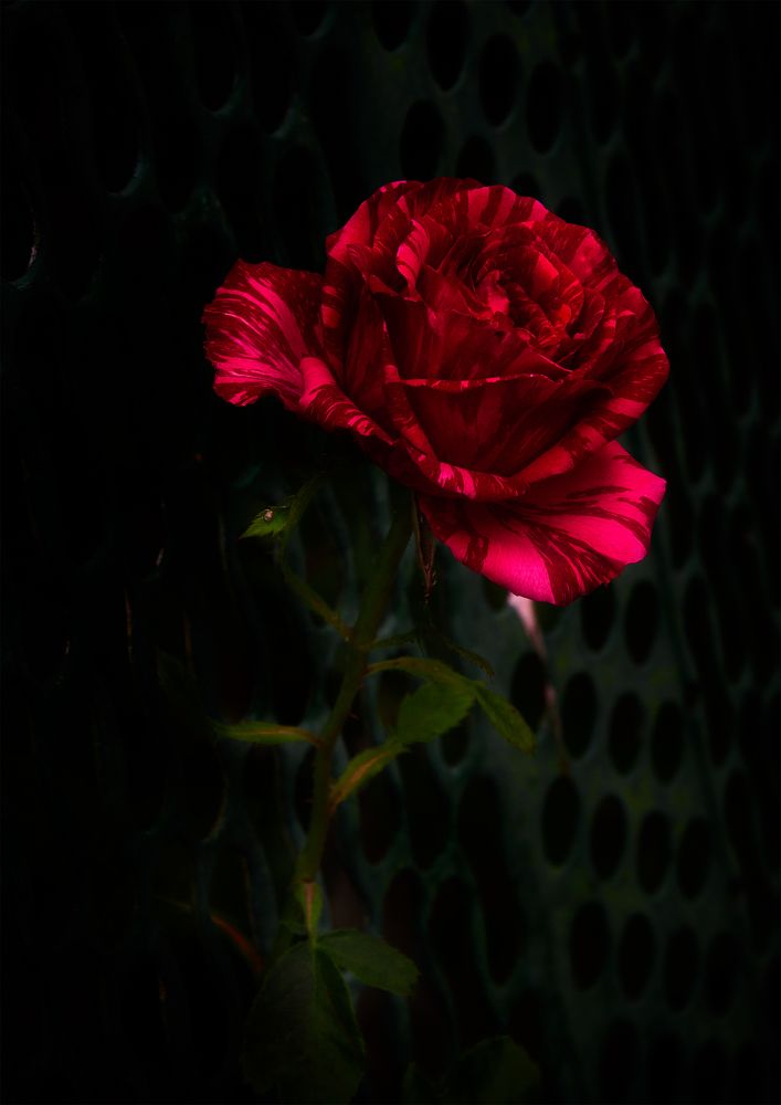 Photograph by Владимир Кваша