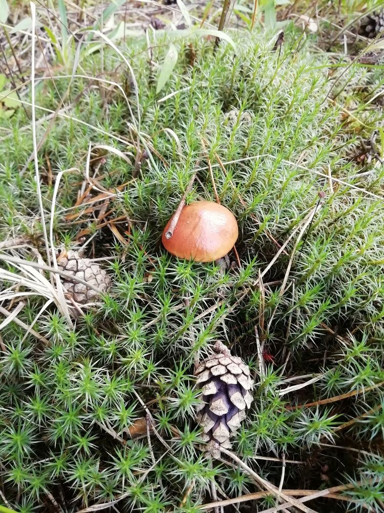 Photograph by Наталья Воронина