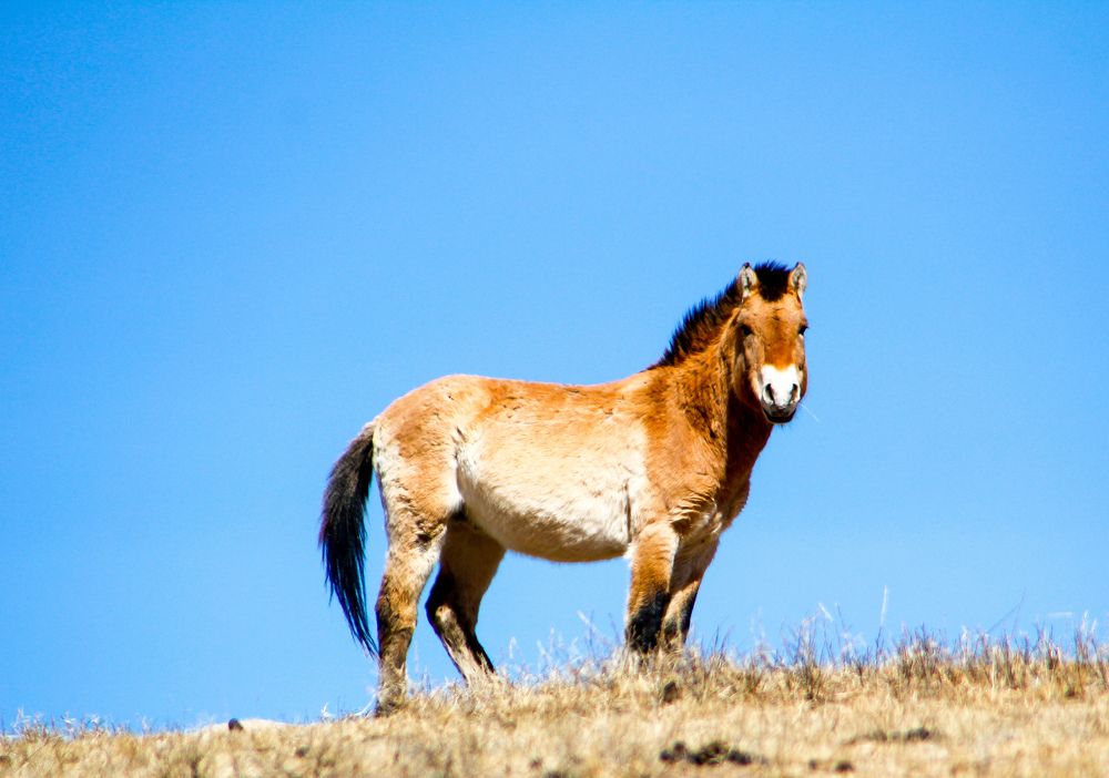 Equus ferus przewalskii