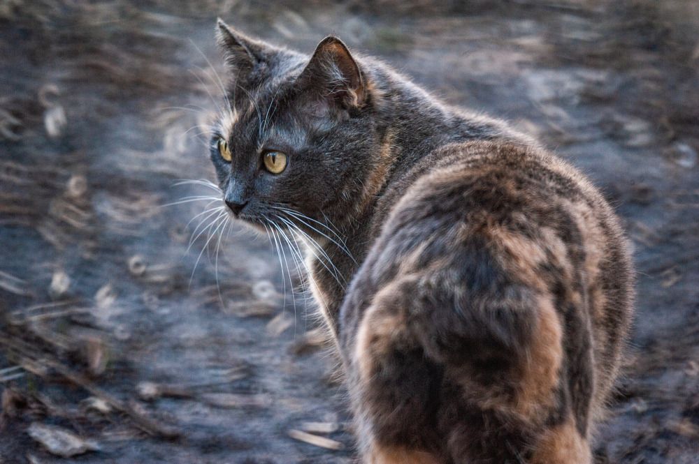 Photograph by Александр Леонов