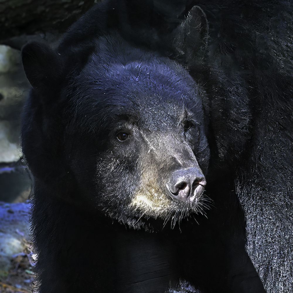 Фотография автора Raymond Asiala