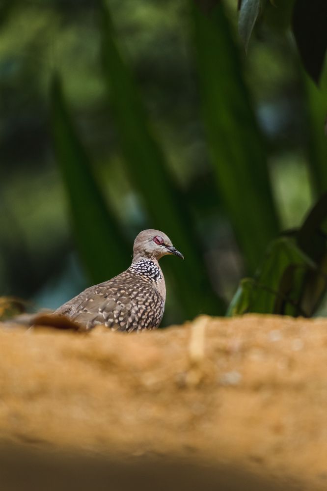 Photograph by C Iddawela