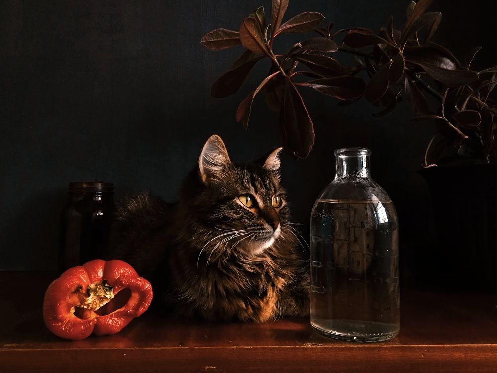 Photograph by Евсеева Валентина