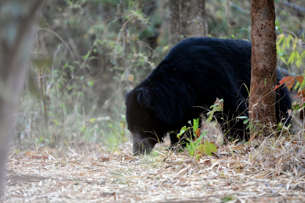 Lovely Sloth Bear