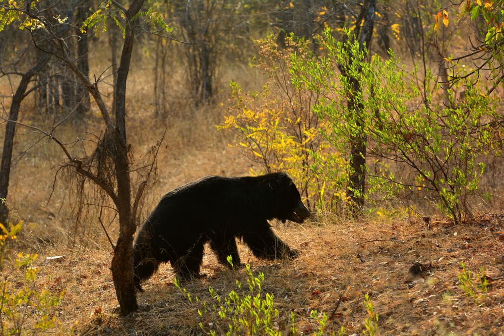 Sloth Bear Walks.