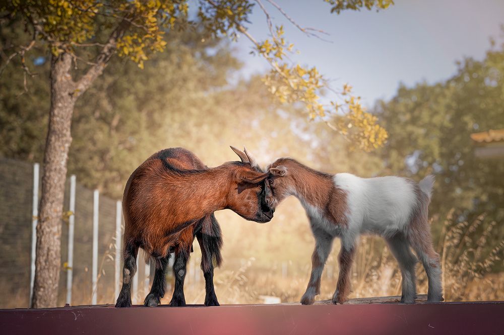 Фотография автора Alicia Mate