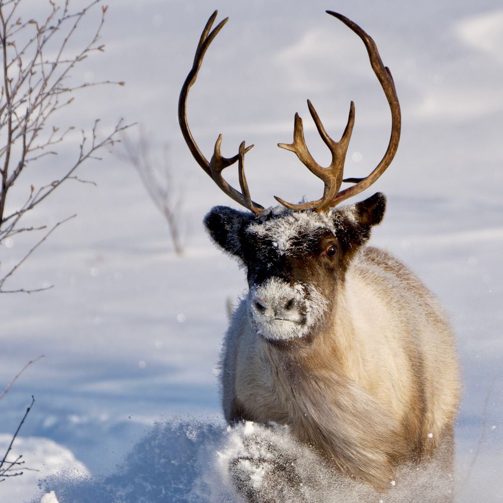 Фотография автора Viktoriya Kim