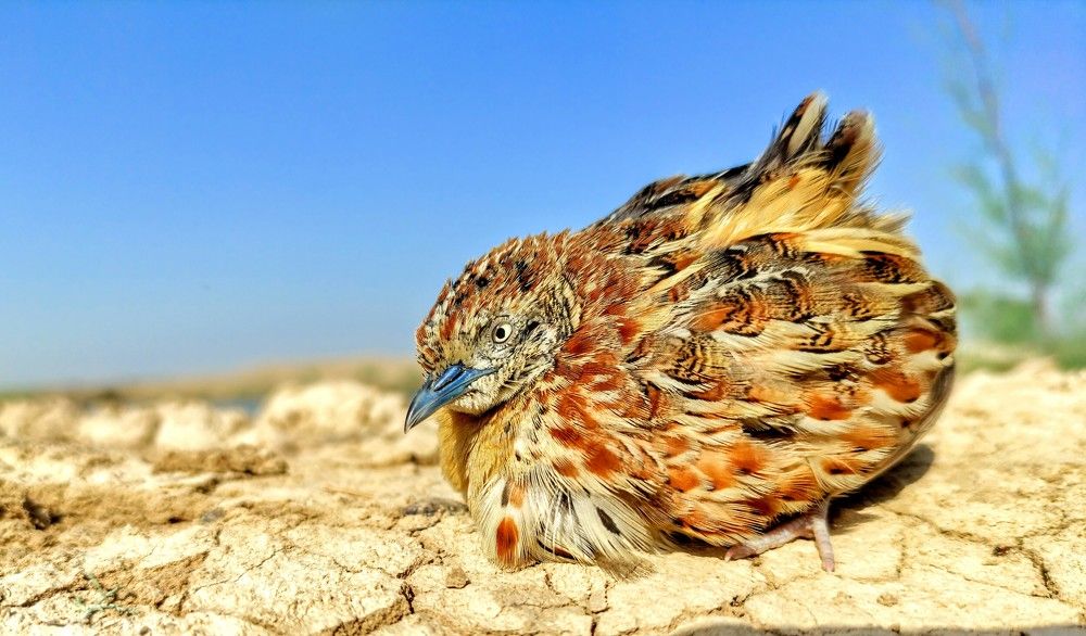 Female Bird