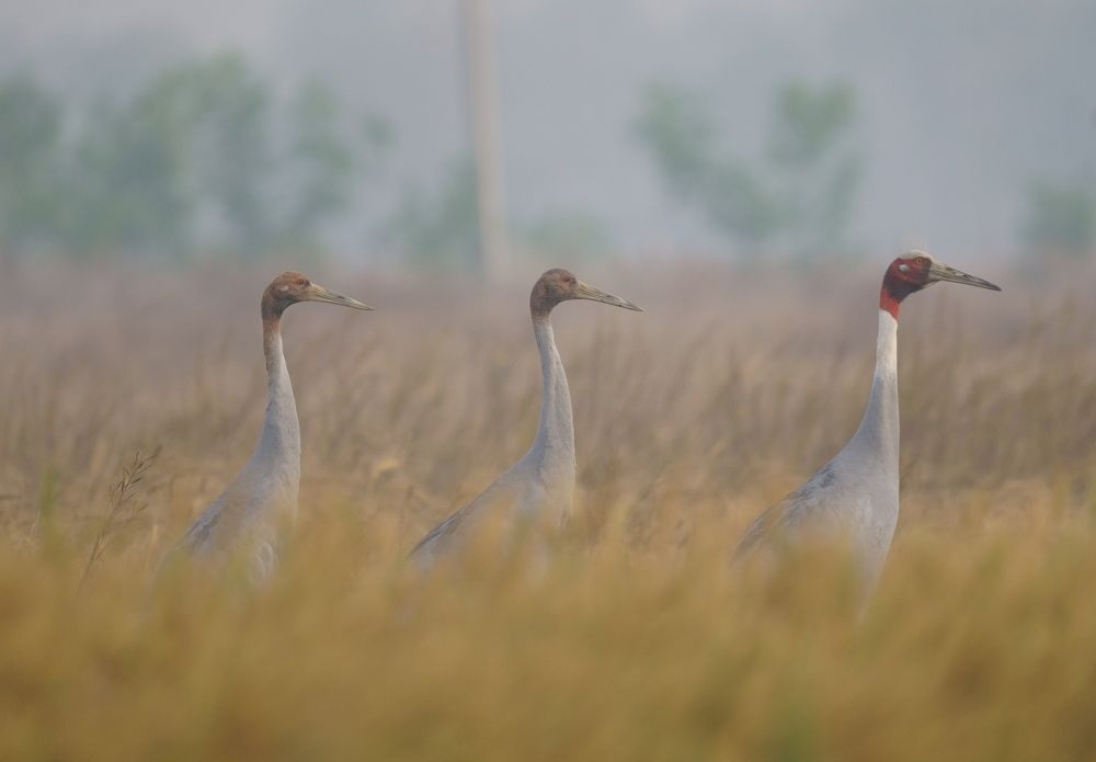 Photograph by Bikash Singh Lama