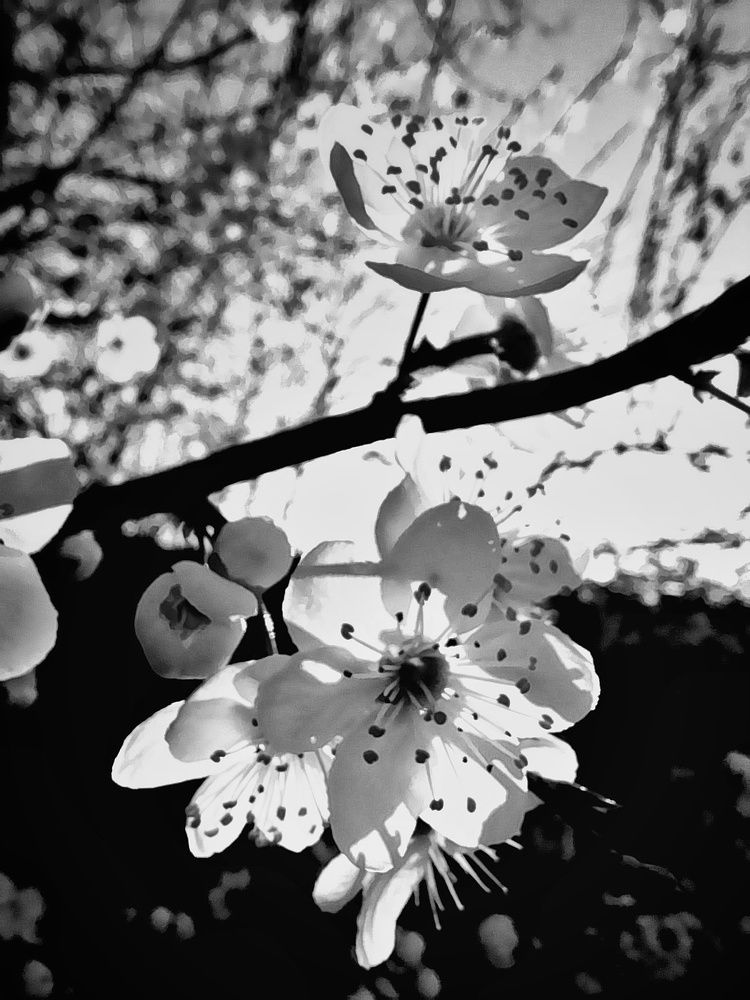 Photograph by Светлана Мазурова