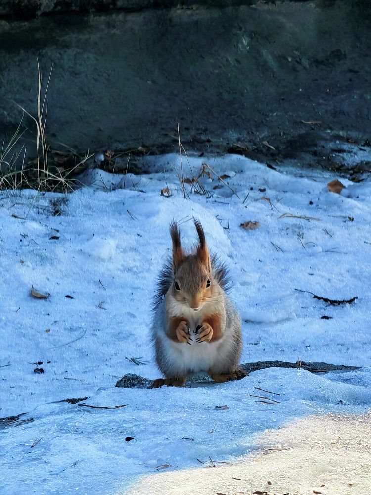 Photograph by Чкареули Светлана