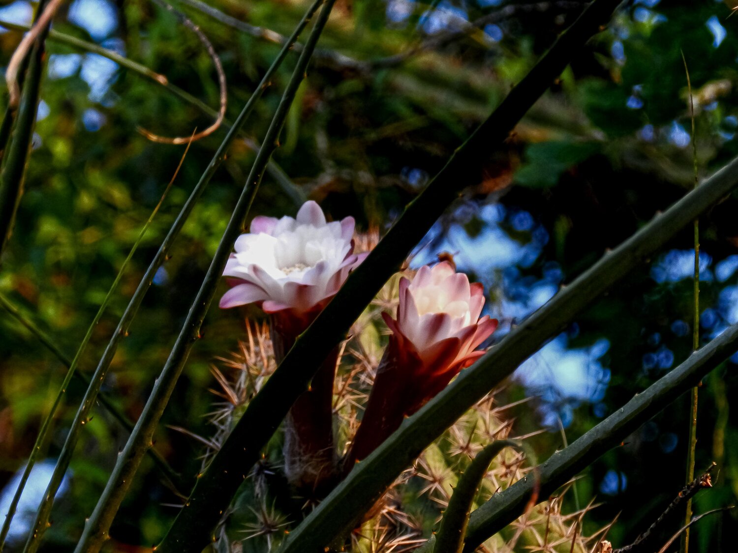 Flor de Mandacaru