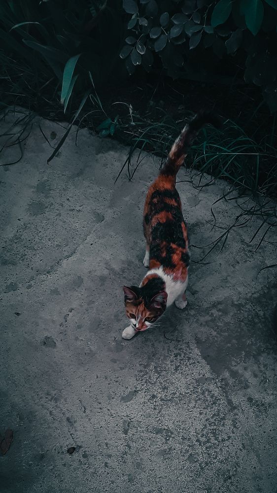 Cat