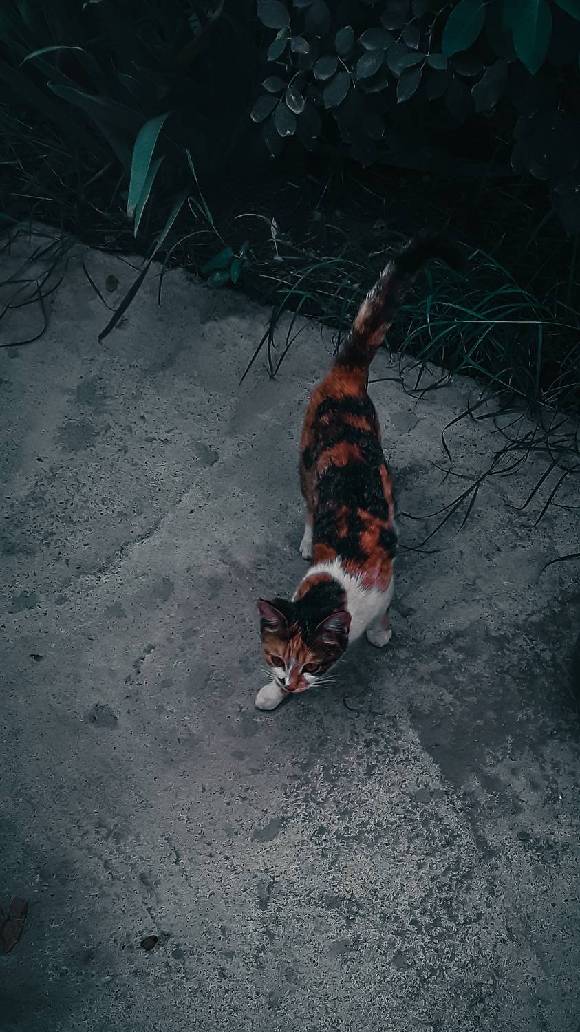 Cat