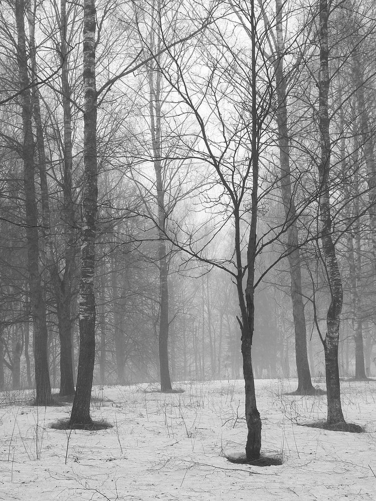 Photograph by Игорь Меньшенин