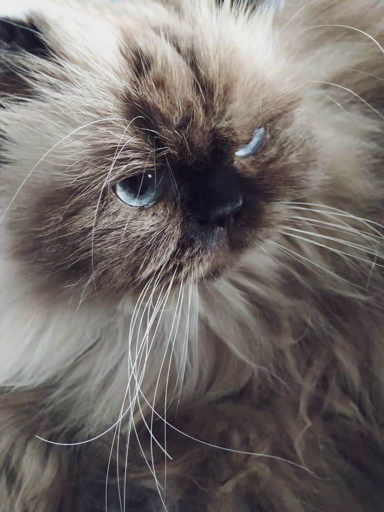 Фотография автора Larisa Meshkova