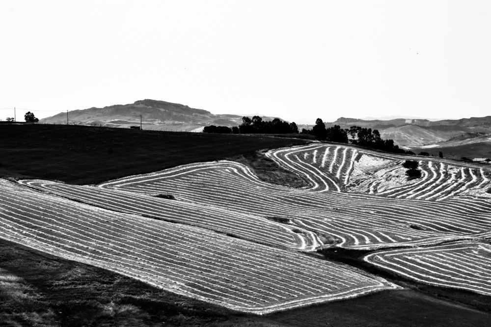 Photograph by Teresa Molinaro