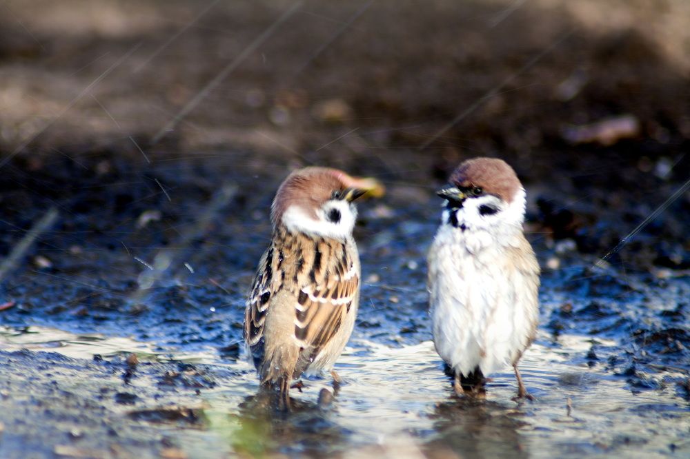 Photograph by Владимир Акиньшин