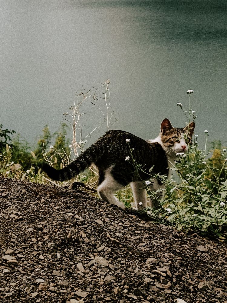 Photo #9043534